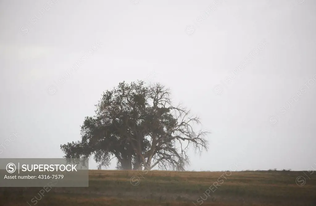 Lone tree during intense thunderstorm, rain, Colorado
