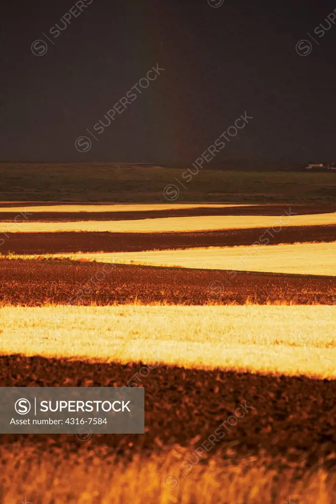 Sunset light on wheat fields, faint distant rainbow, after the passage of a powerful thunderstorm, Colorado