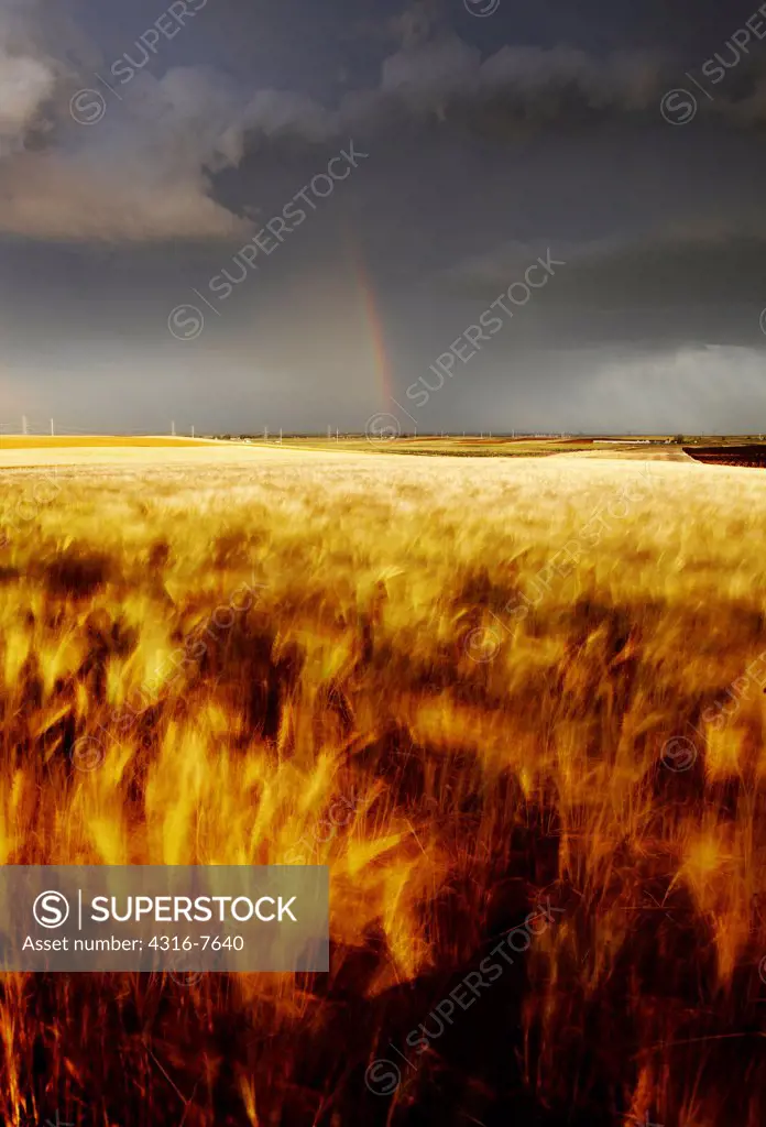 Powerful thunderstorm and rainbow over wheat field, Colorado