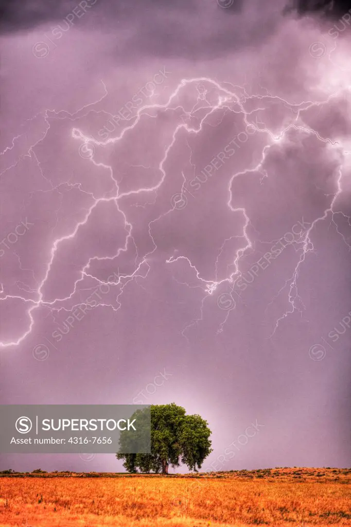 Lightning above lone tree, Colorado