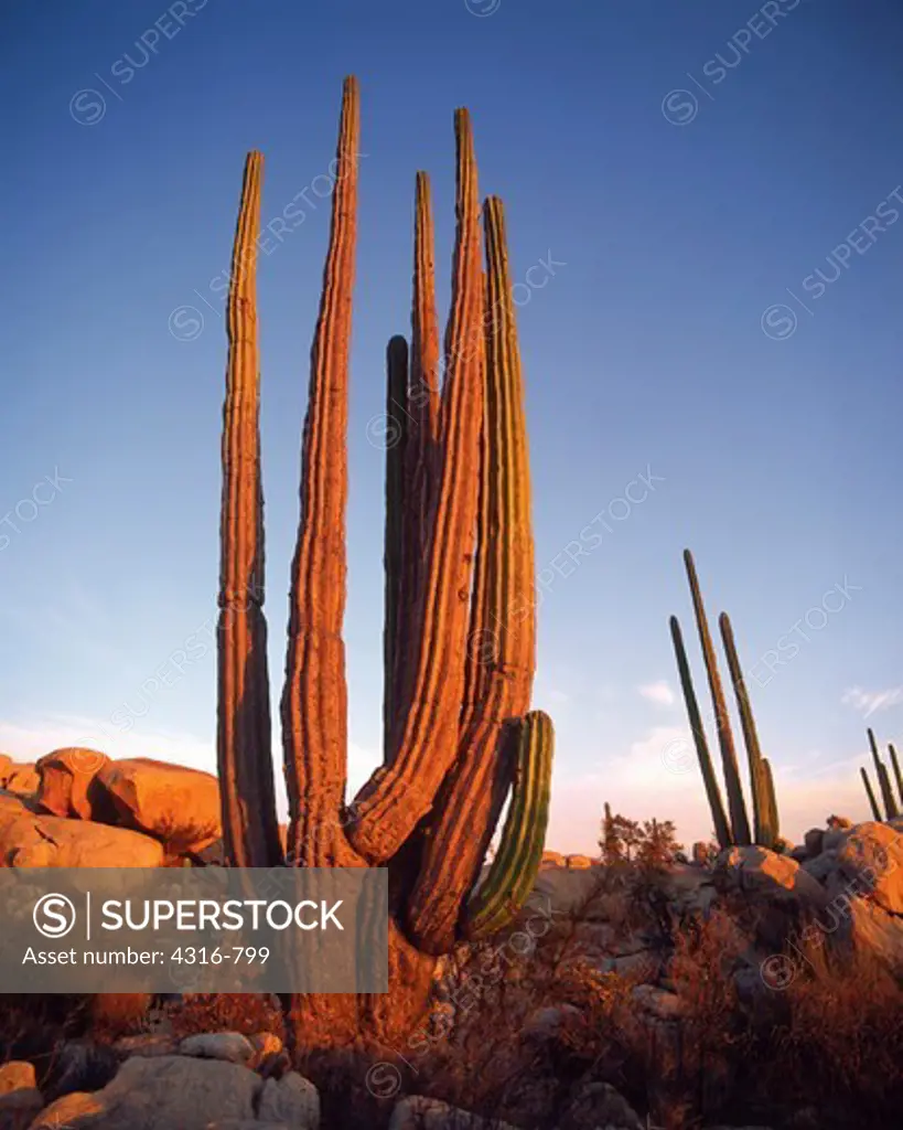 Stands of Cardon Cactus
