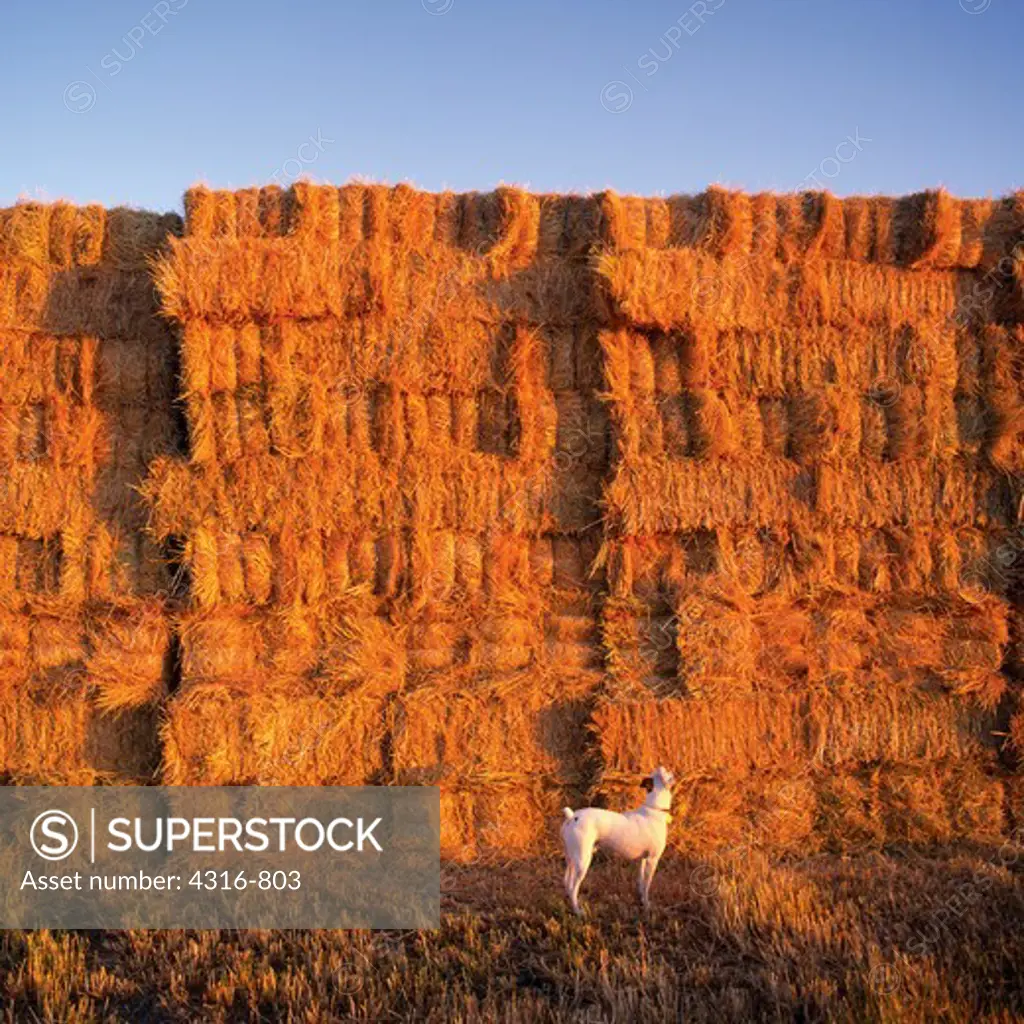 Parson Jack Russell Terrier Surveys a Hay Stack for Signs of Things to Chase