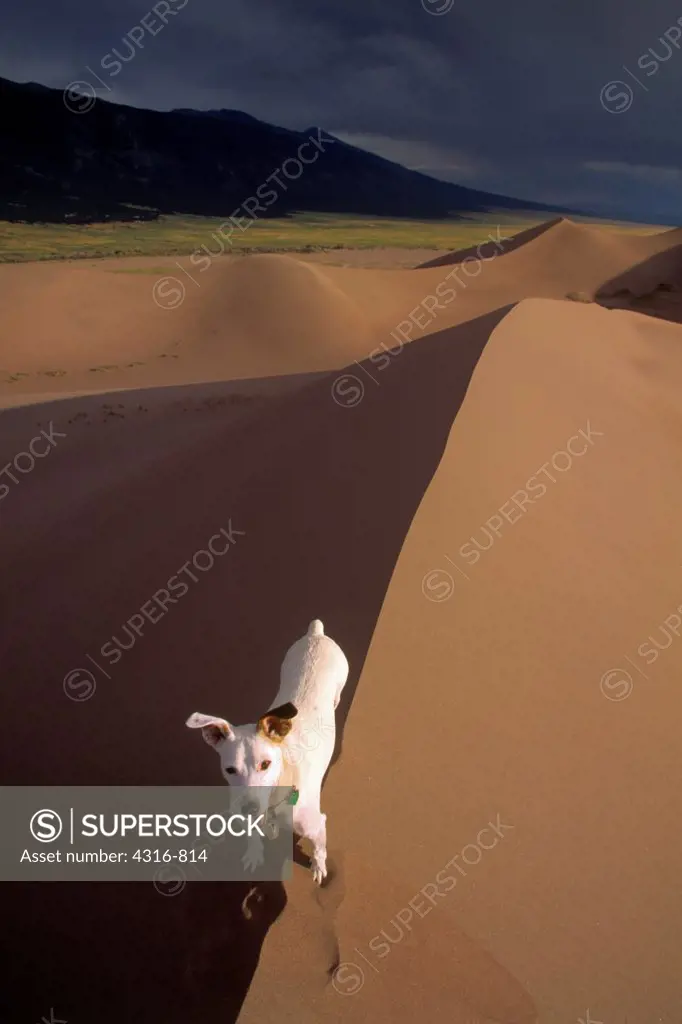 A Parson Jack Russell Terrier Stands at the Crest of Light and Shadow in Colorado's Great Sand Dunes