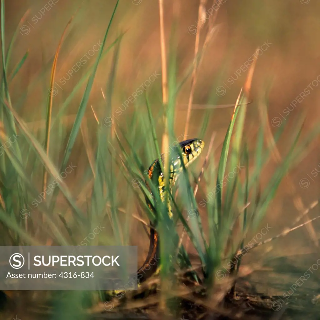 A Garter Snake in the Grass