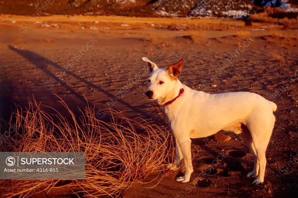 The Long Shadow of a Parson Jack Russell Terrier At Sunset