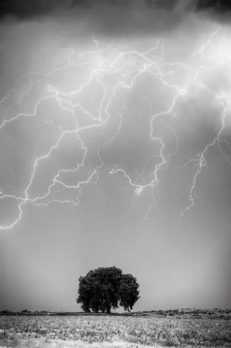 Lightning above lone tree, Colorado