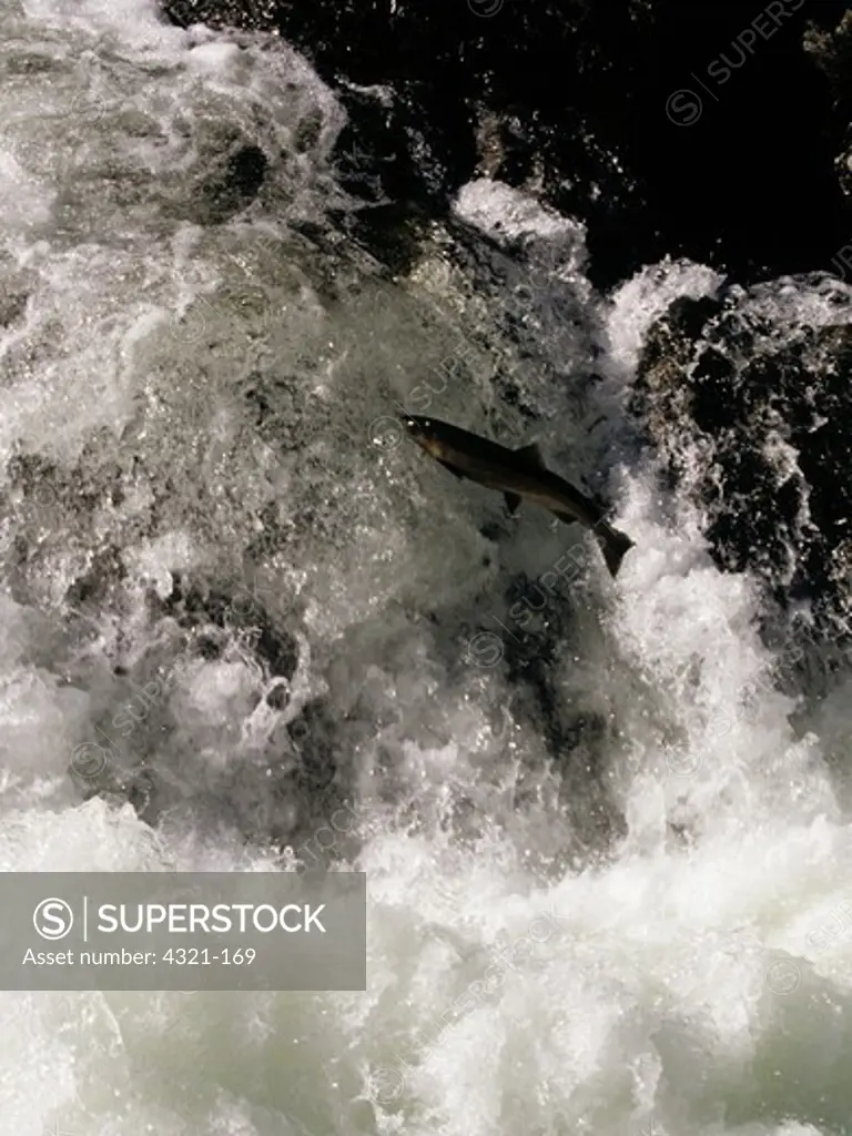 Coho Salmon Leaps a Waterfall