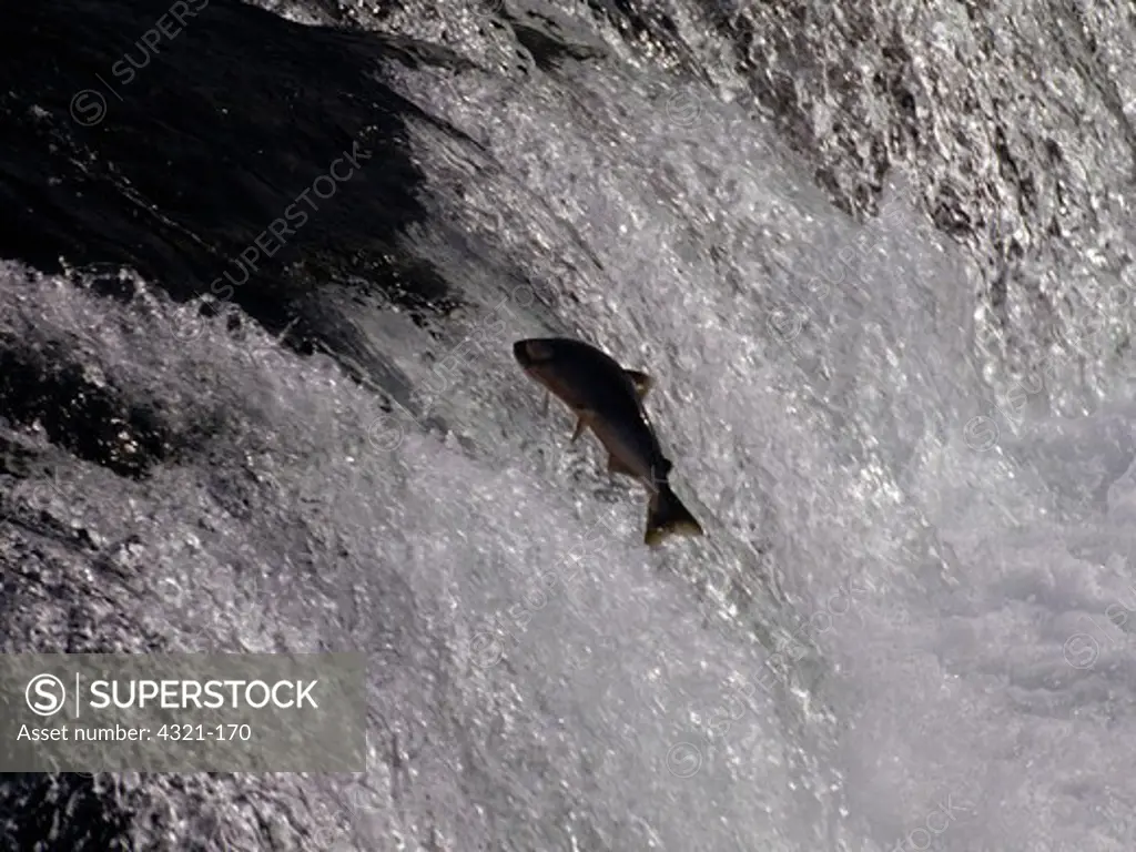 Sockeye Salmon Leaps a Waterfall