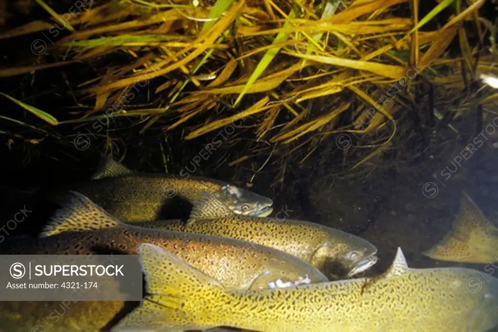 Hatchery Chinook Salmon
