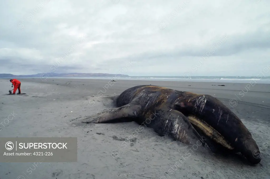 Beached Gray Whale Covered in Oil
