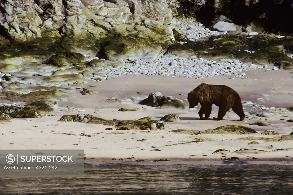 Bear Looks for Food on an Oily Beach