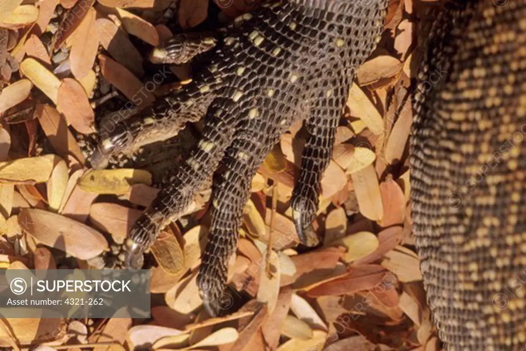 Komodo Dragon Foot