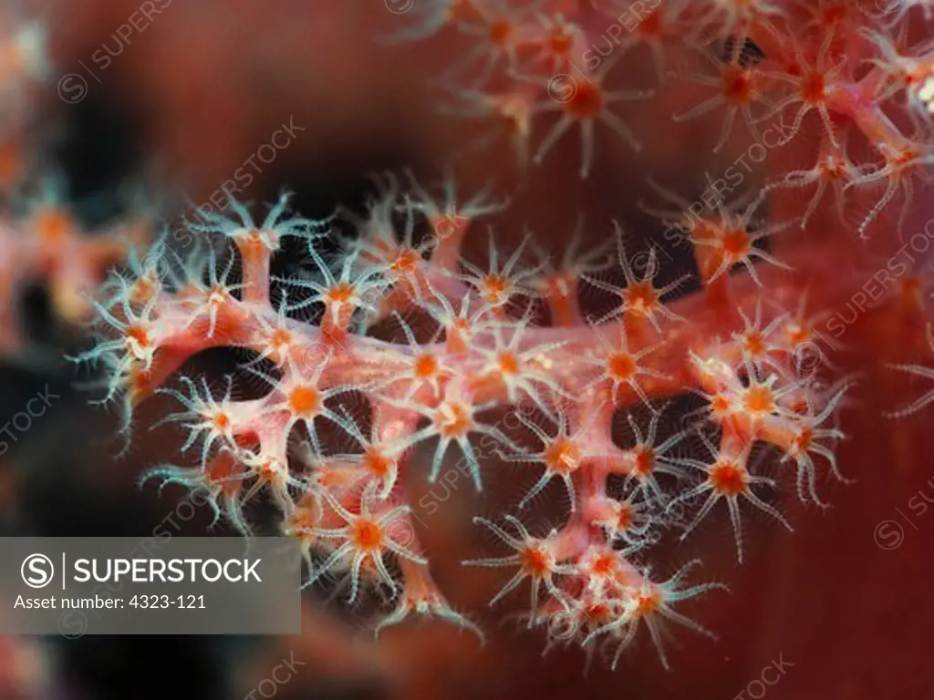 Close Up of Soft Coral Polyps