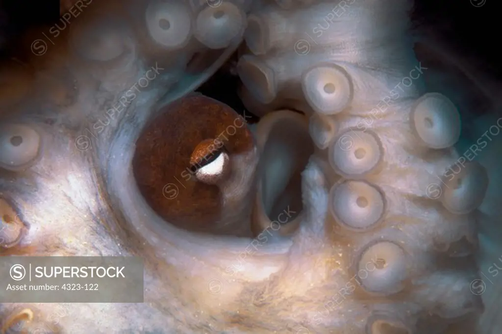 Close Up of an Octopus Eye and Tentacle