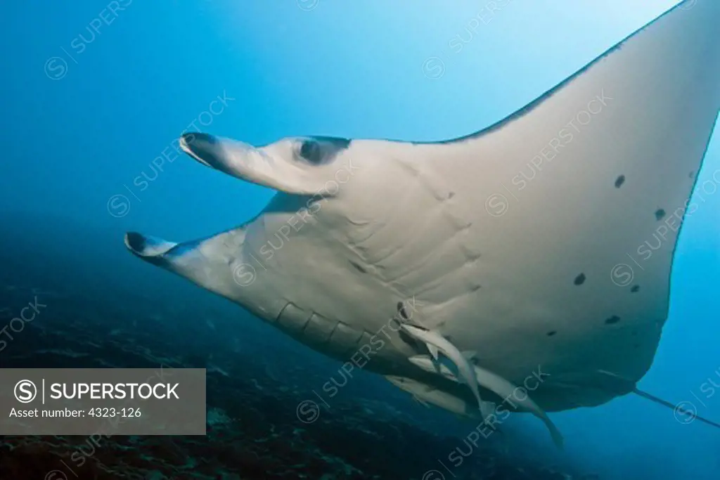 Giant Manta Ray With Remora Attached