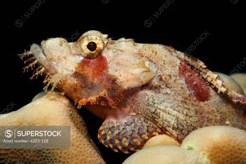 Scorpionfish Resting on Hard Coral