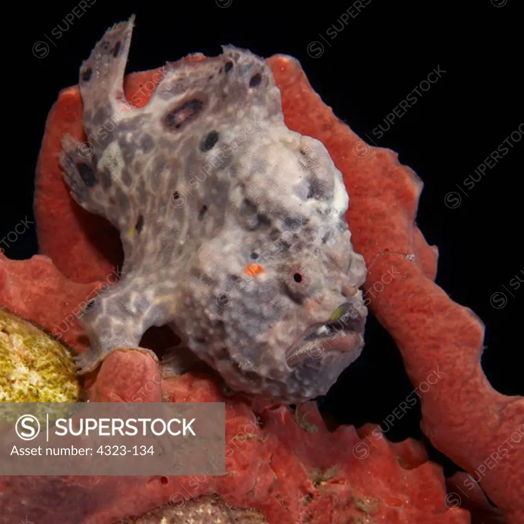 Longlure Frogfish Sits Motionless on Hard Coral