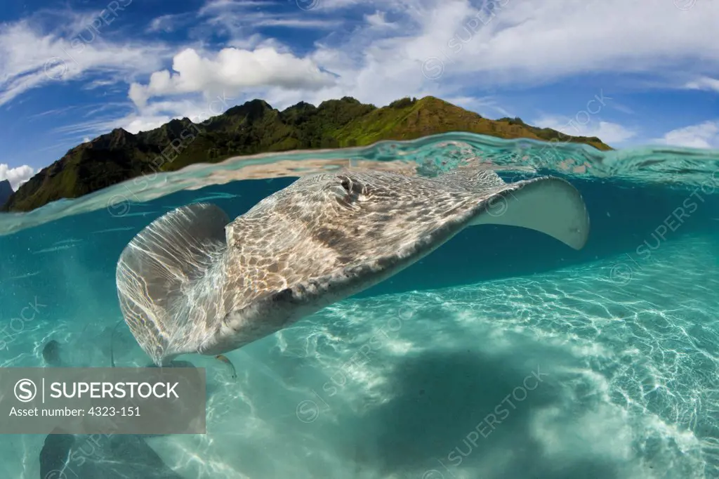 Split View of Tahitian Stingray Underwater and Tropical Island Above