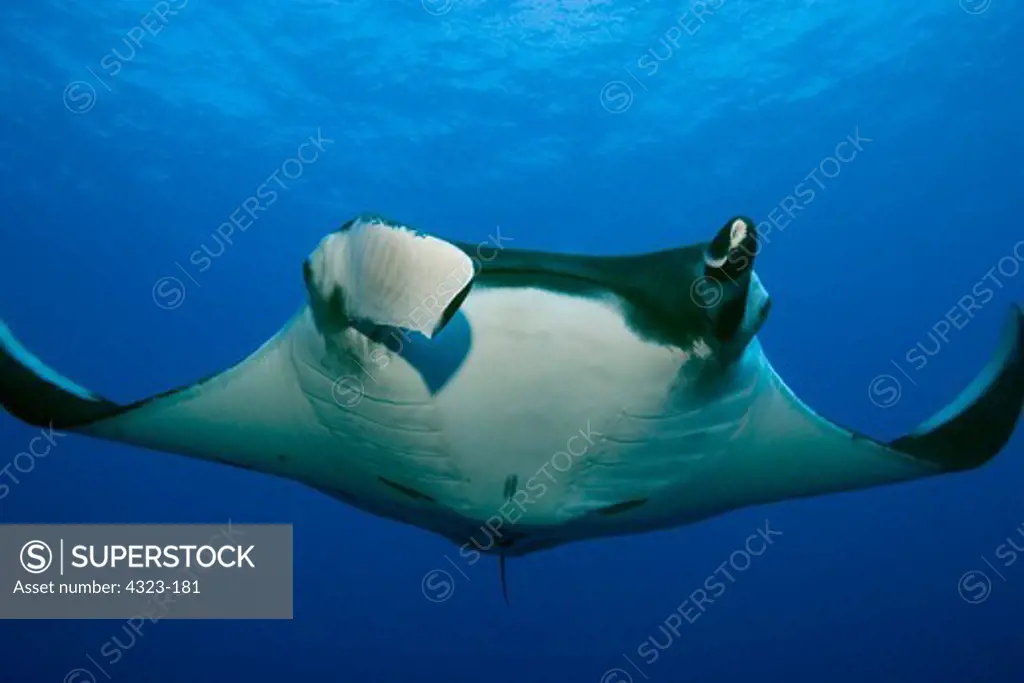 Portrait of a Giant Manta Ray
