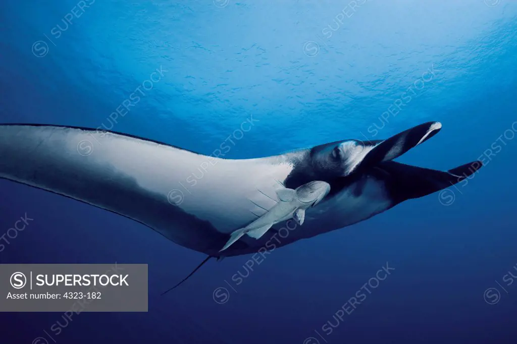 Portrait of a Giant Manta Ray