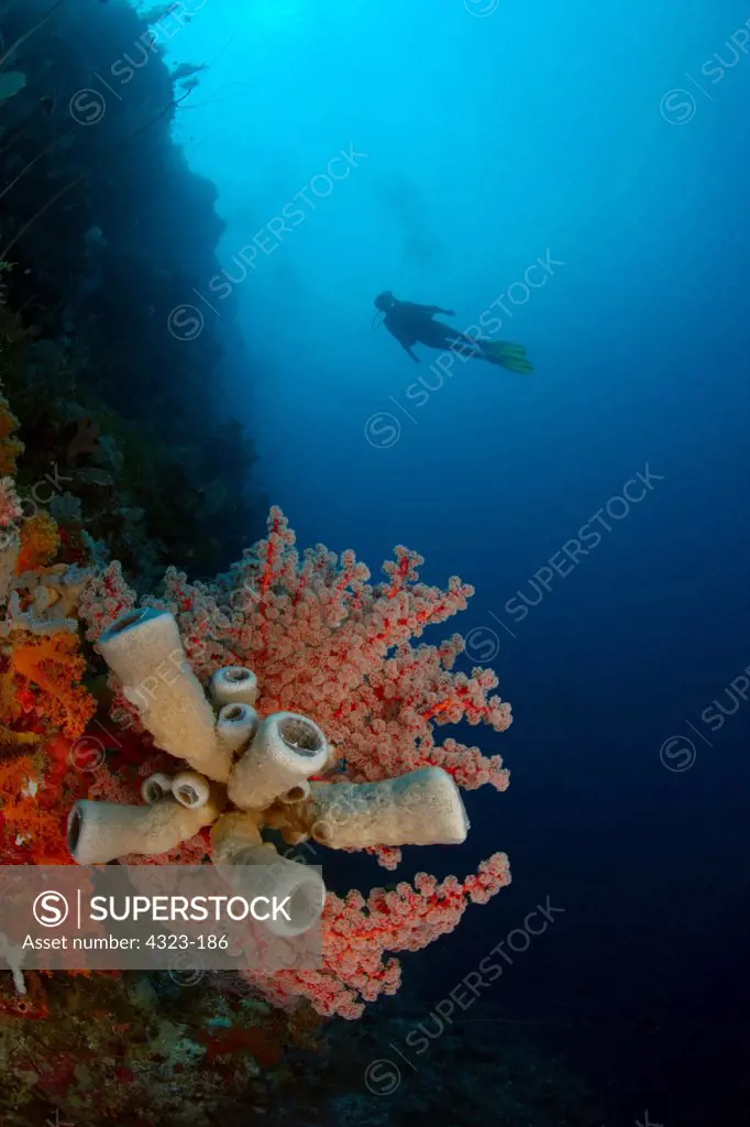 Silhouette of a Scuba Diver Above a Bouquet of Colorful Sponges and Gorgonian