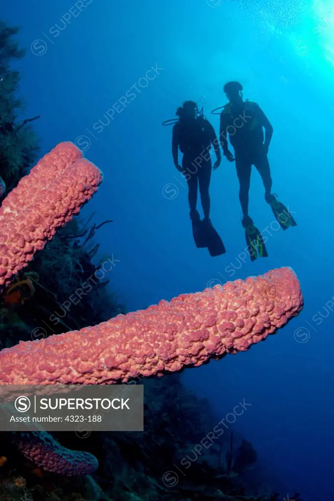Two Divers Silhouetted Above a Tube Sponge on a Wall Dive
