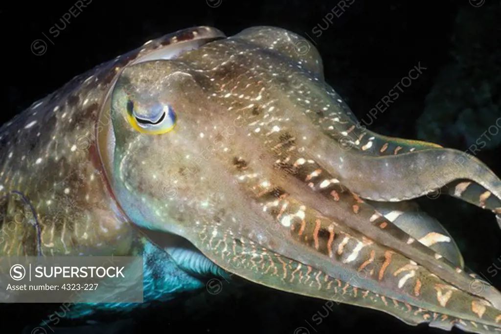 Broadclub Cuttlefish Portrait