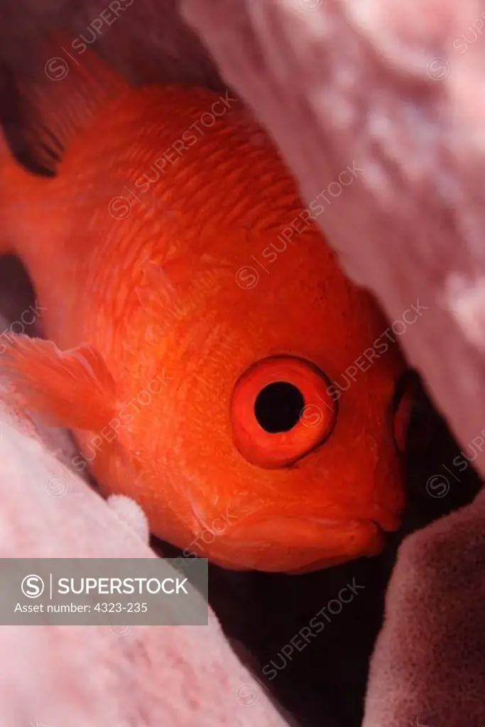 Cardinalfish Peeking From Its Protected Spot