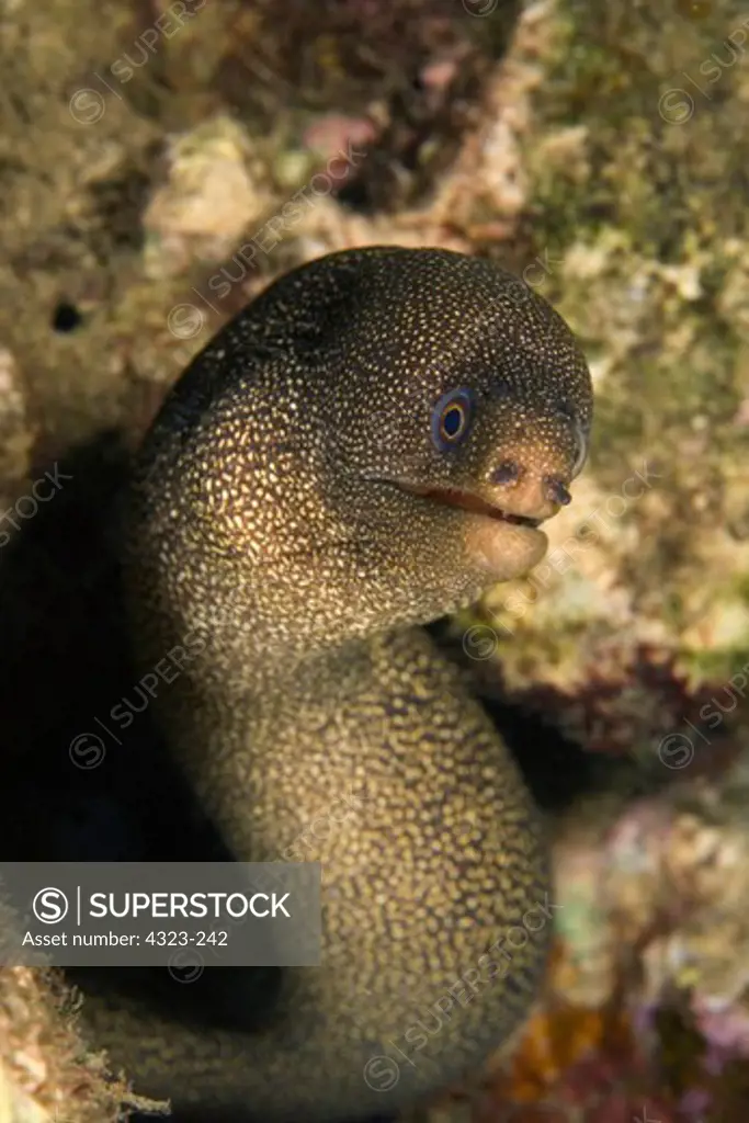 A Curious Goldentail Moray