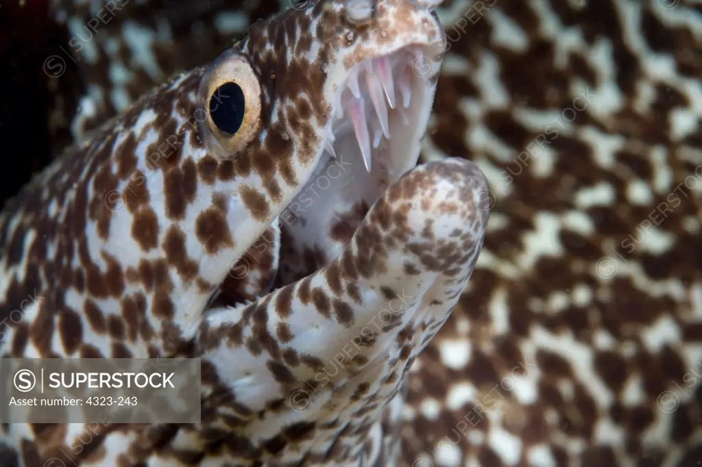 A Spotted Moray Eel Shows Its Incredible Row of Teeth