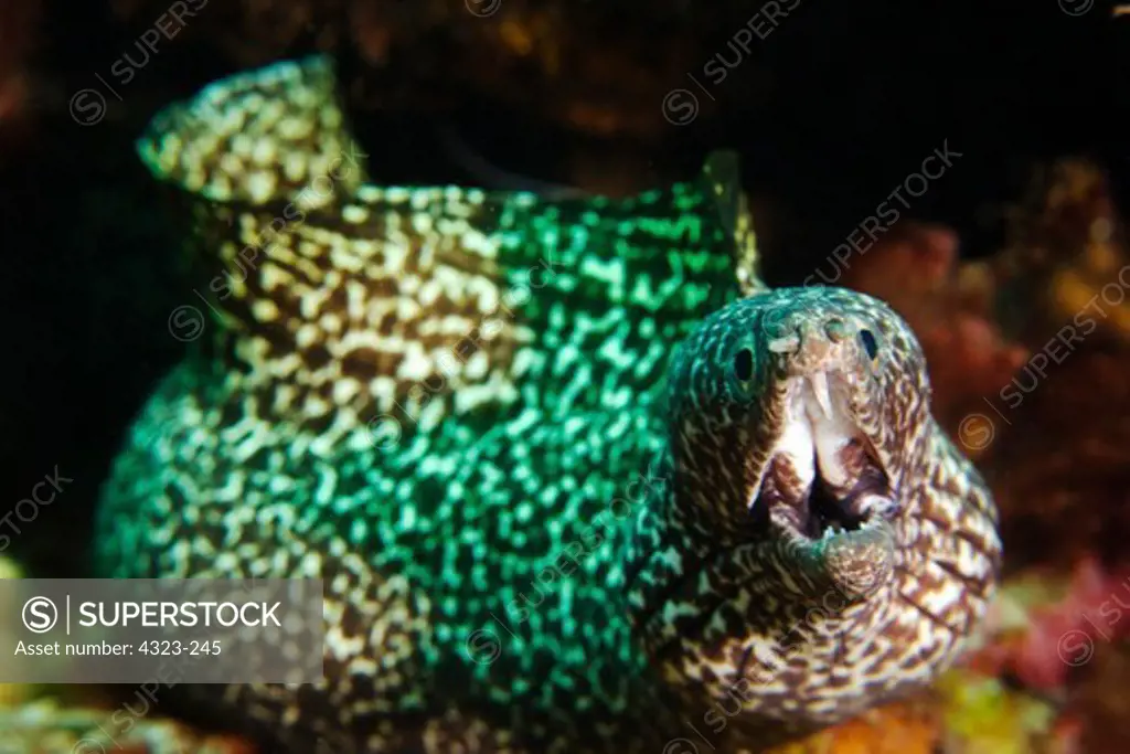 A Spotted Moray Says Hello