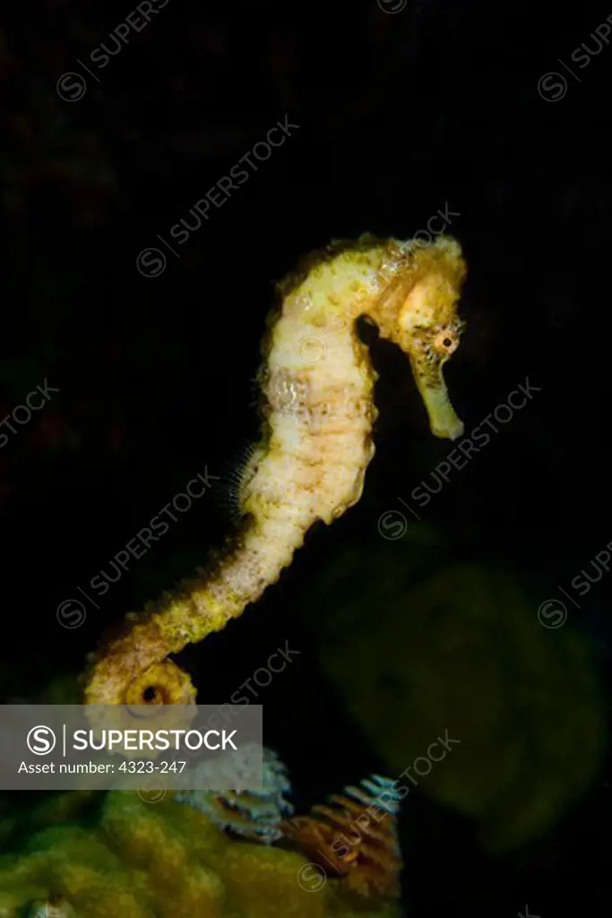Longsnout Seahorse and Christmas Tree Worms