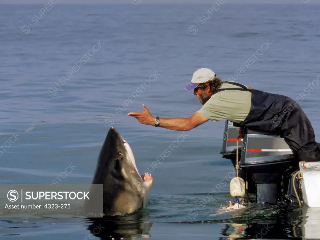 Teasing a Great White Shark