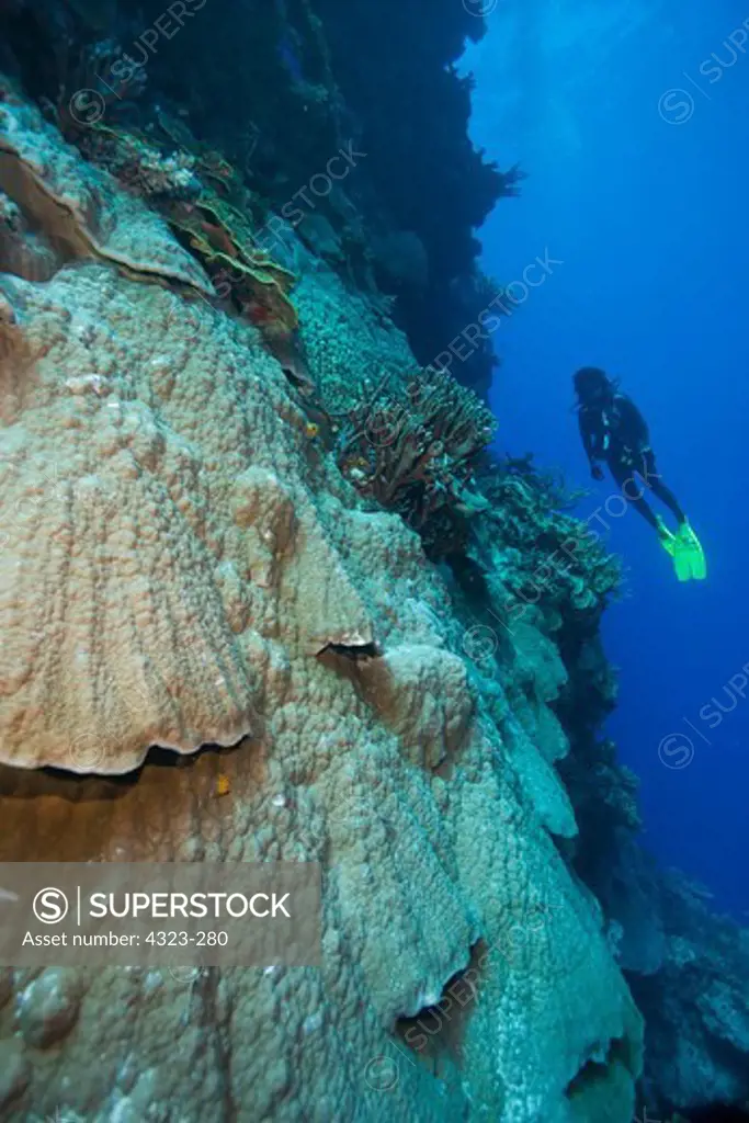 Scuba Diver Next to Massive Plate Coral on Wall Dive