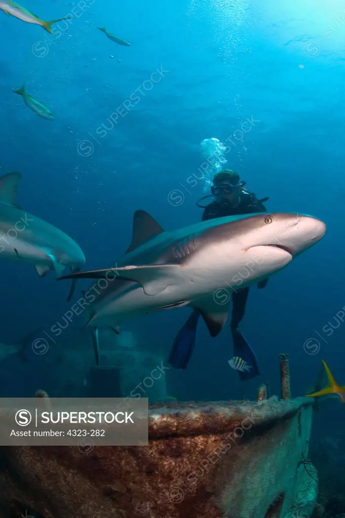 Scuba Diver and Caribbean Reef Sharks