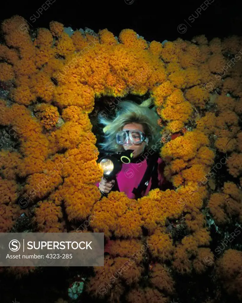 Diver at Night Looking at Abundant Cup Corals on a Shipwreck