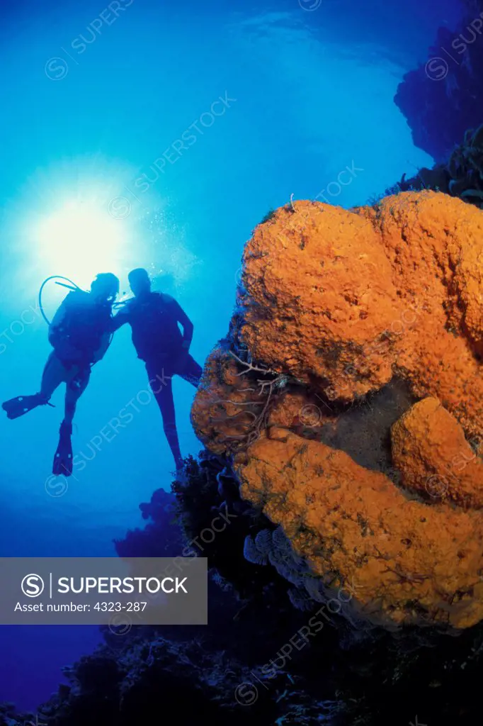 Scuba Divers and an Elephant Ear Sponge