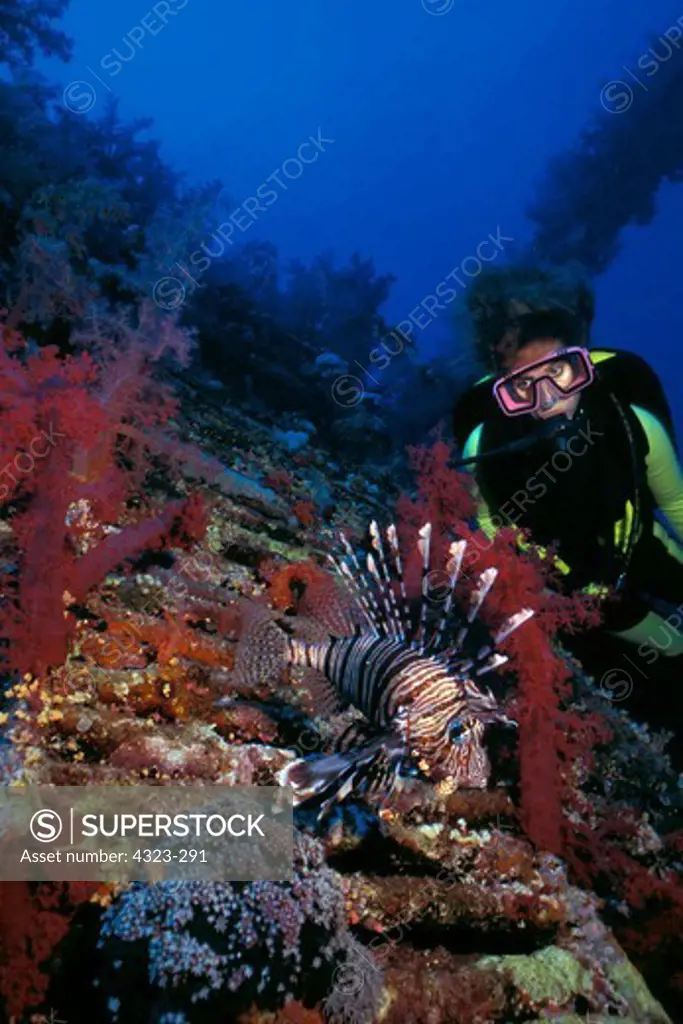 Scuba Diver Watches a Common Lionfish