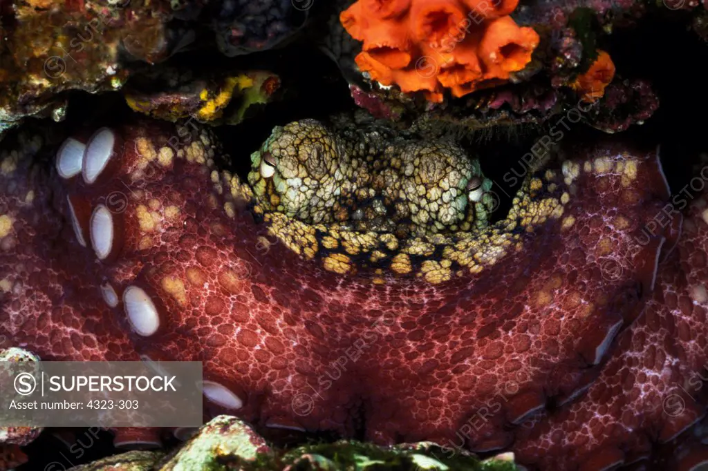 Camouflaged Octopus Face Hidden Behind Enormous Tentacles