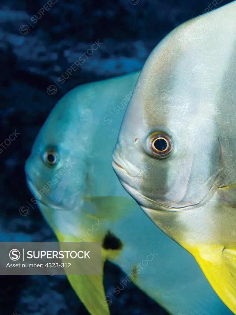 Pair of Adult Teira Batfish, Papua New Guinea