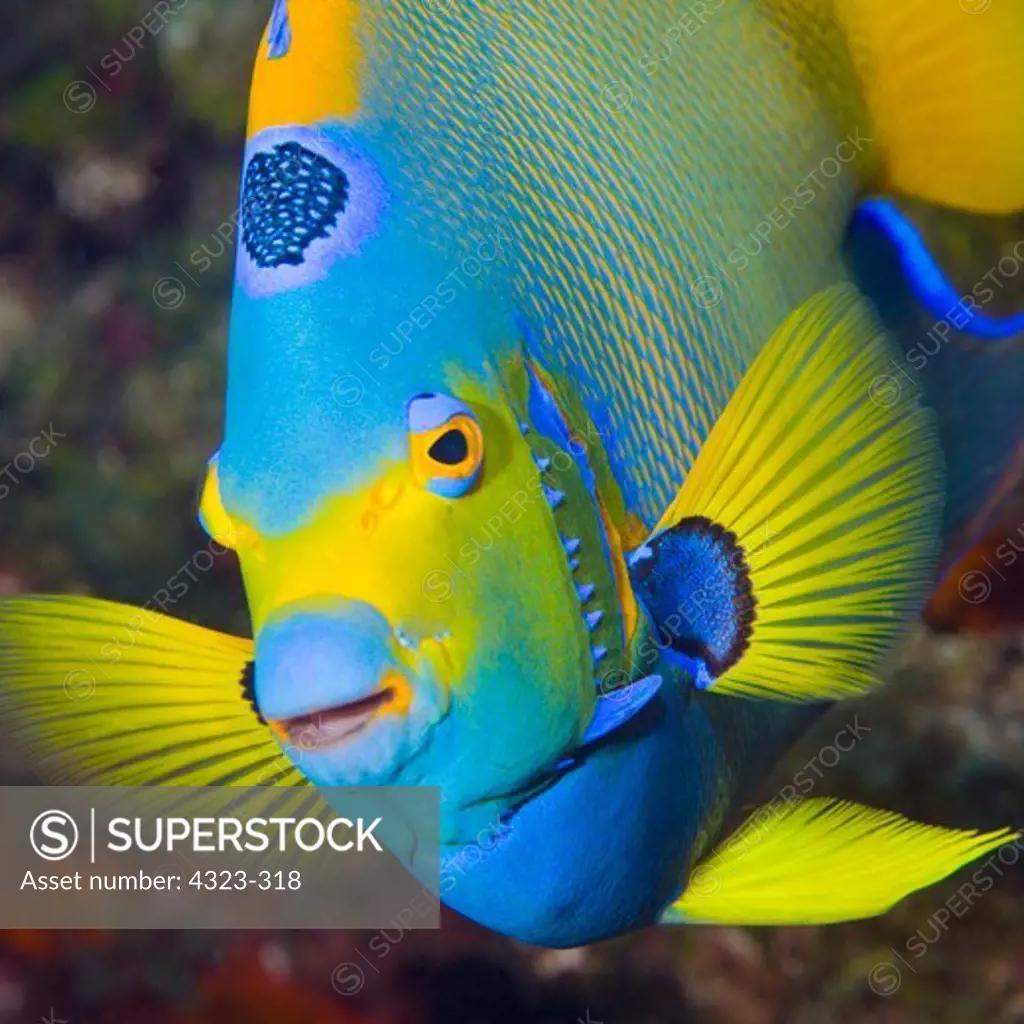 Elegant, Beautiful, and Colorful Face of a Queen Angelfish