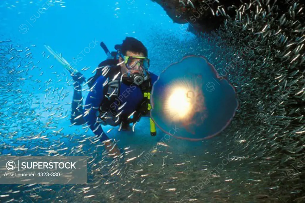 Scuba Diver Shines Underwater Light Through Jellyfish