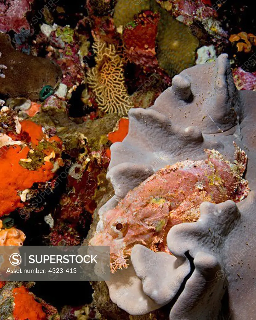 Scorpionfish Resting on Leather Coral