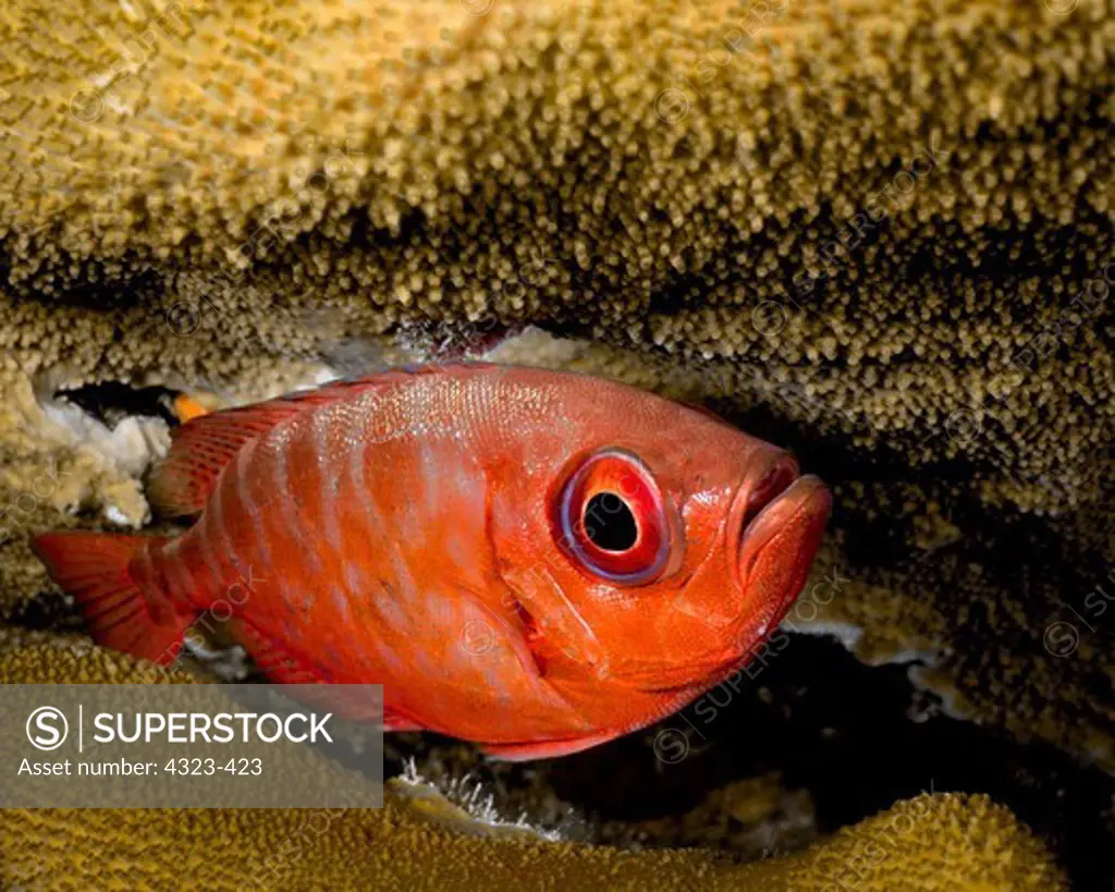Glasseye Snapper Hiding in Coral