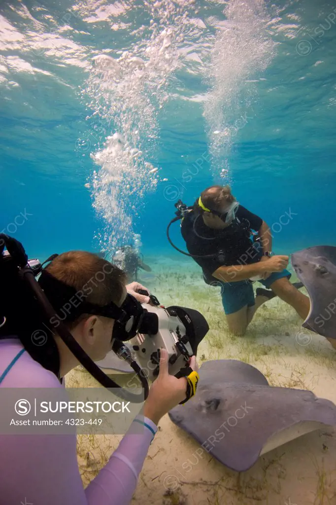 Photographing Interaction with Southern Stingrays