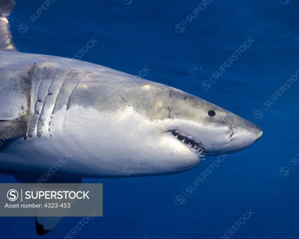 Great White Shark