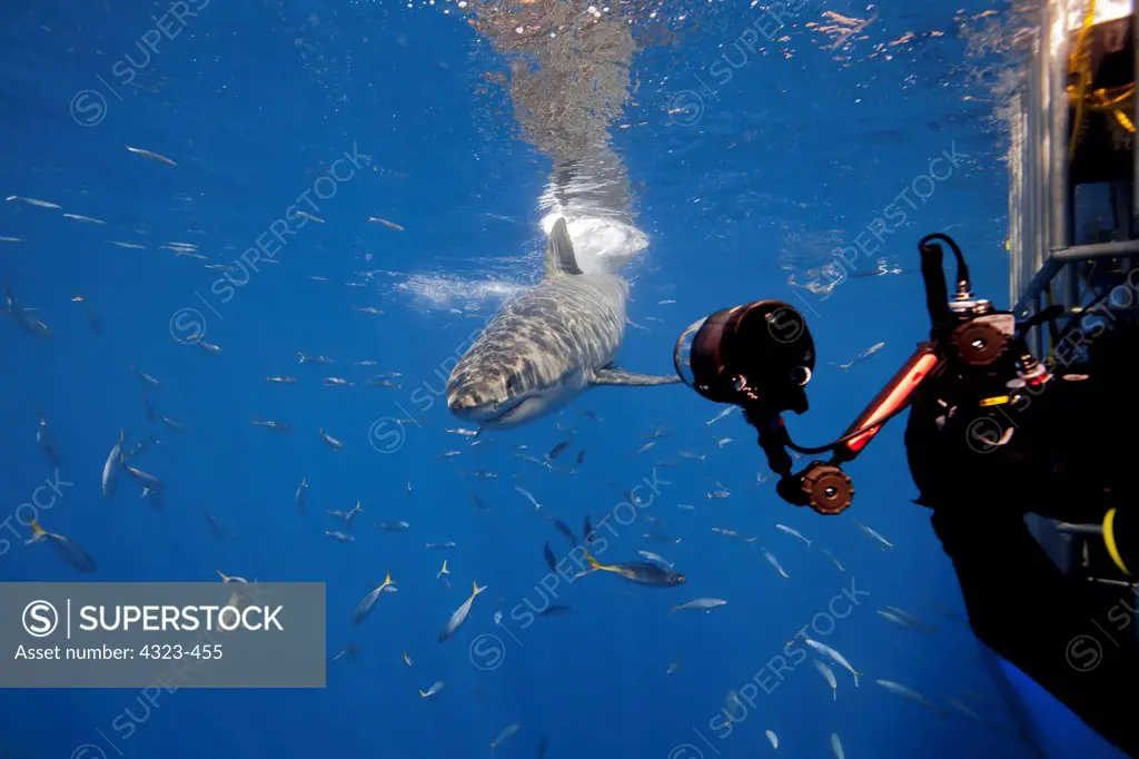 Photographer and Great White Shark