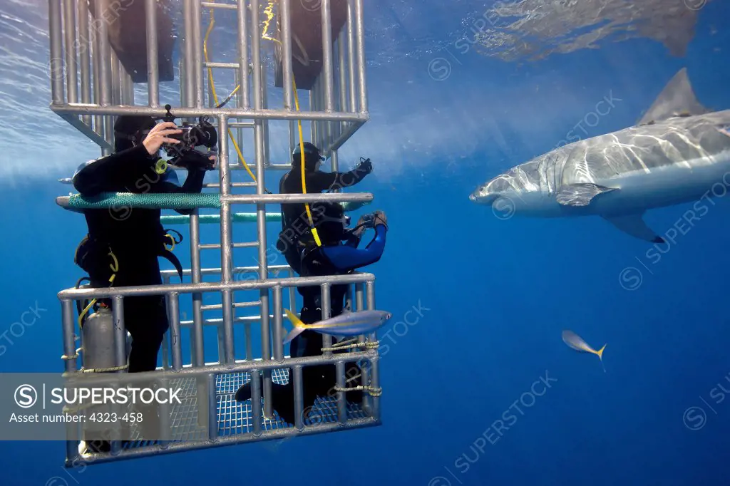 Cage Diving with Great White Shark