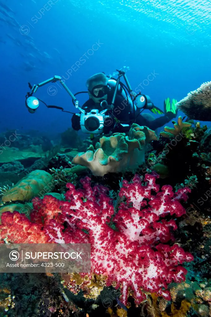 Underwater Photographer On Coral Reef
