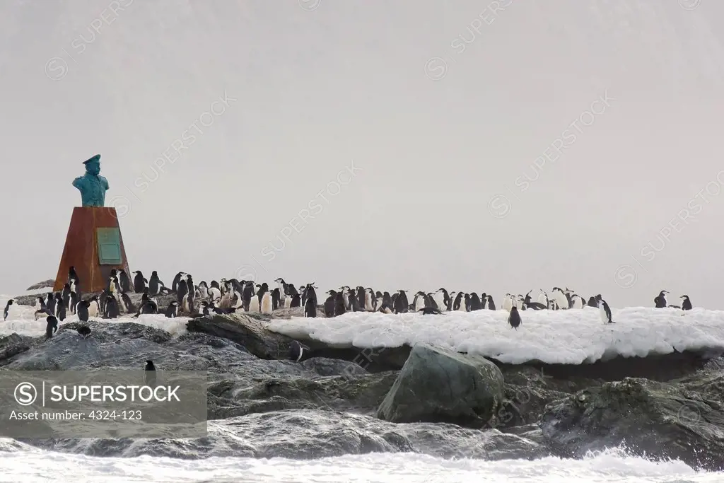 Chinstrap Penguins Surrounding a Bust on Elephant Island